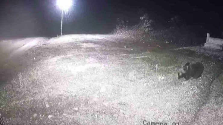 Kış Uykusuna Yatmayan Ayıya Böyle Seslendi: "kocaoğlan Git Yerinde Yat, Uyu"