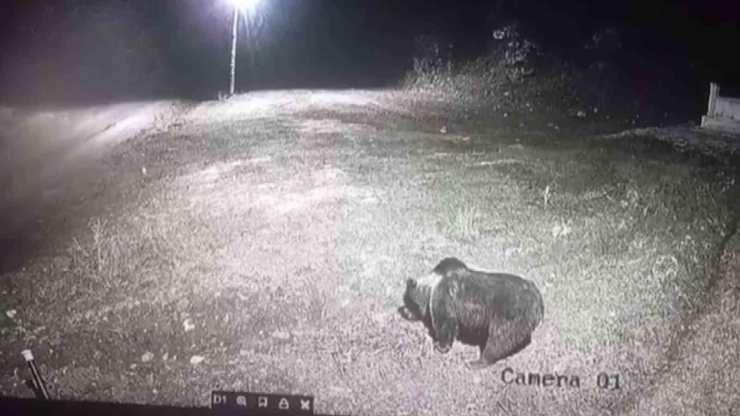 Kış Uykusuna Yatmayan Ayıya Böyle Seslendi: "kocaoğlan Git Yerinde Yat, Uyu"