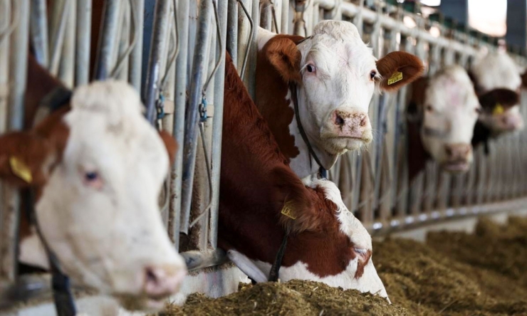 Erzincan’da Süt Üretimi Soğuk Zincirle Güçleniyor