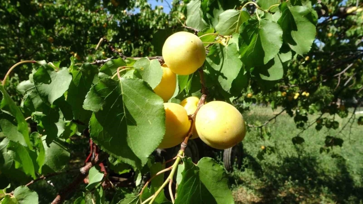 Mtb Başkanı Özcan: "zor Şartlara Rağmen 303 Milyon Dolarlık Kayısı İhracatı Gerçekleştirdik"