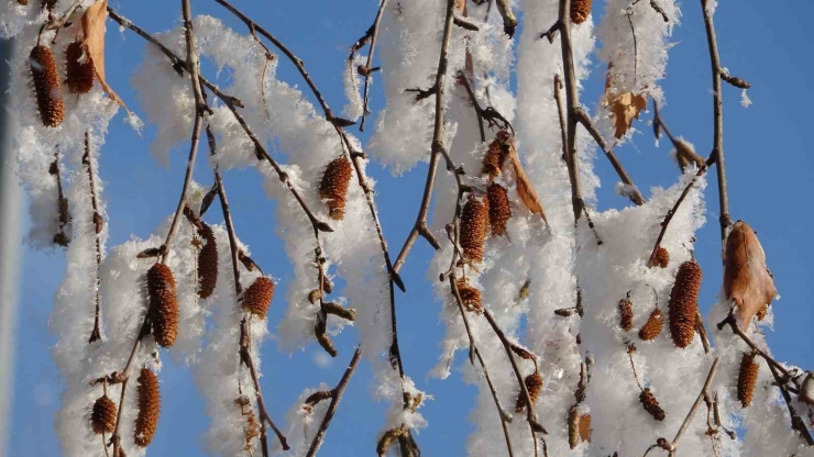 Ardahan’da Sibirya Soğukları Devam Ediyor