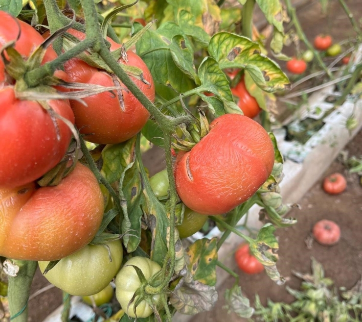 Simav’daki Seralarda Zirai Don Zarar Tespit Çalışması Yapıldı