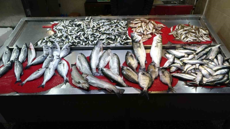 Beklenen Gürcistan Hamsisi Gelmeyince Tezgahlar Buzhane Hamsisine Kaldı