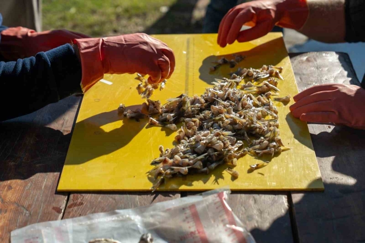 Adana’da 4 Günde 128 Bin Balon Balığı Toplandı