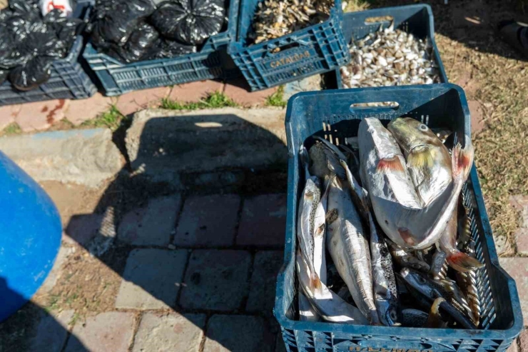 Adana’da 4 Günde 128 Bin Balon Balığı Toplandı