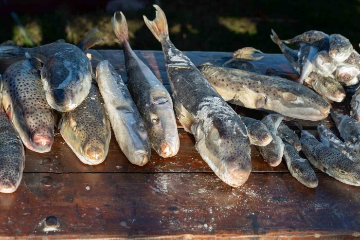 Adana’da 4 Günde 128 Bin Balon Balığı Toplandı