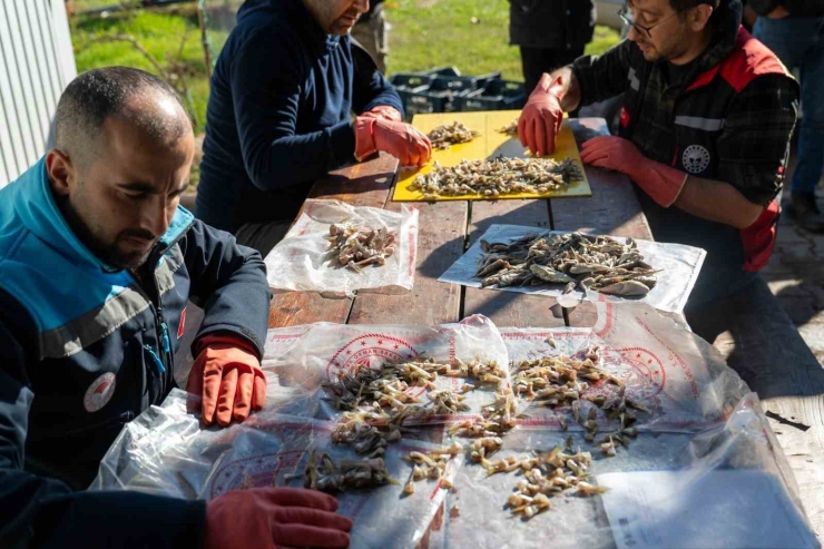 Adana’da 4 Günde 128 Bin Balon Balığı Toplandı