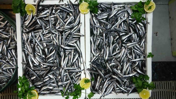 Türkiye’nin Hamsi İhracatında Avrupa Ülkeleri İlk Sırada