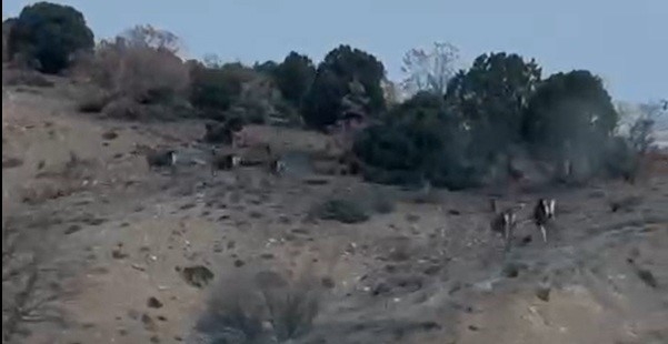 Mihalıççık’ta Kaçışan 10 Geyik Böyle Görüntülendi