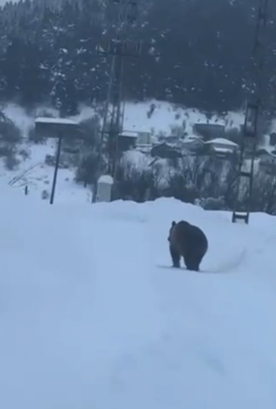 Kastamonu’da Kış Uykusuna Yatamayan Bozayı Kamerada
