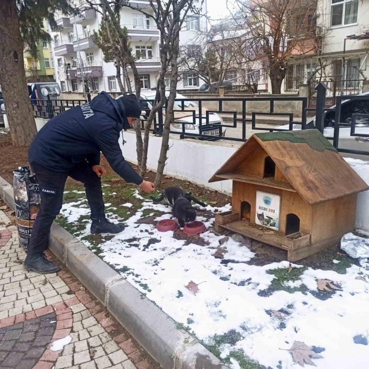 Taşköprü Belediyesi Sokak Hayvanlarını Unutmuyor