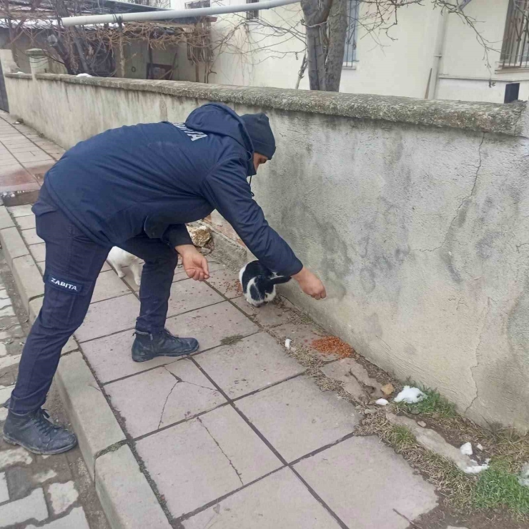Taşköprü Belediyesi Sokak Hayvanlarını Unutmuyor