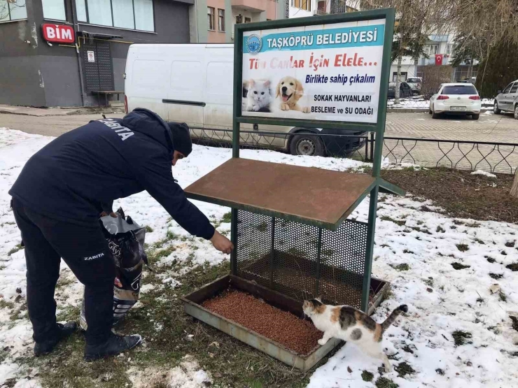 Taşköprü Belediyesi Sokak Hayvanlarını Unutmuyor