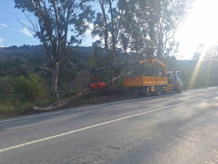 Bodrum’da Fırtına Ağaçları Devirdi