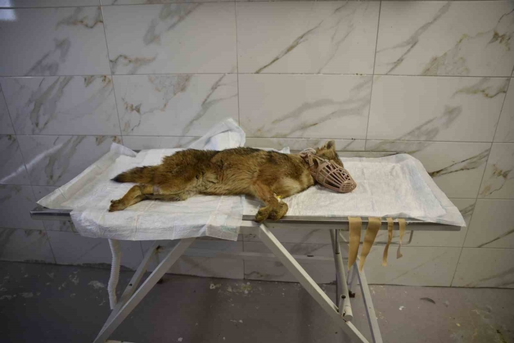 Ölümcül Virüse Yakalanan Çakal Tedavi Ediliyor