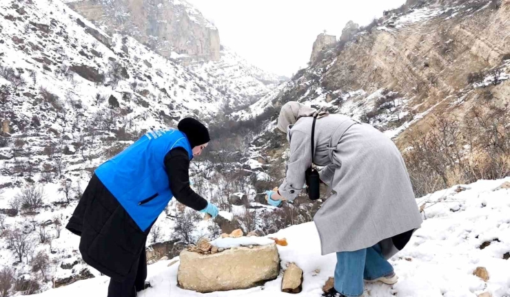 Tunceli’de Soğuk Kışa Sıcak Dokunuş: Gençler Yaban Hayatı İçin Seferber Oldu
