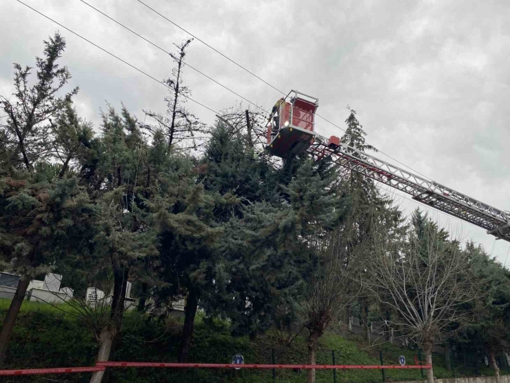 Bursa’da Lodos Ağacı Devirdi, Elektrik Hatları Zarar Gördü