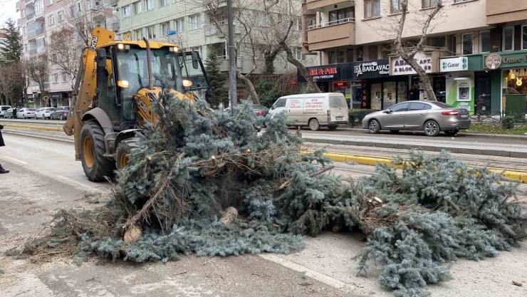 Eskişehir’de Fırtına Sebebiyle Ağaçlar Devrildi