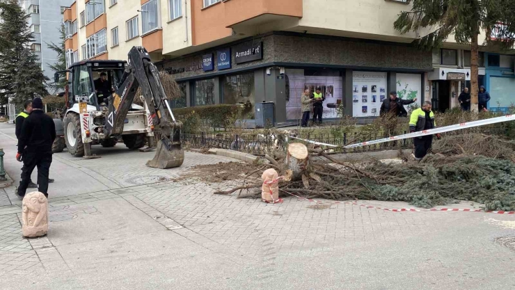 Eskişehir’de Fırtına Sebebiyle Ağaçlar Devrildi