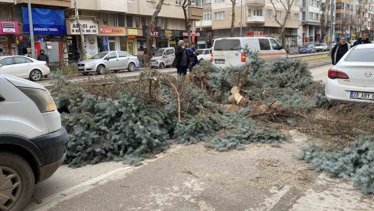 Eskişehir’de Fırtına Sebebiyle Ağaçlar Devrildi