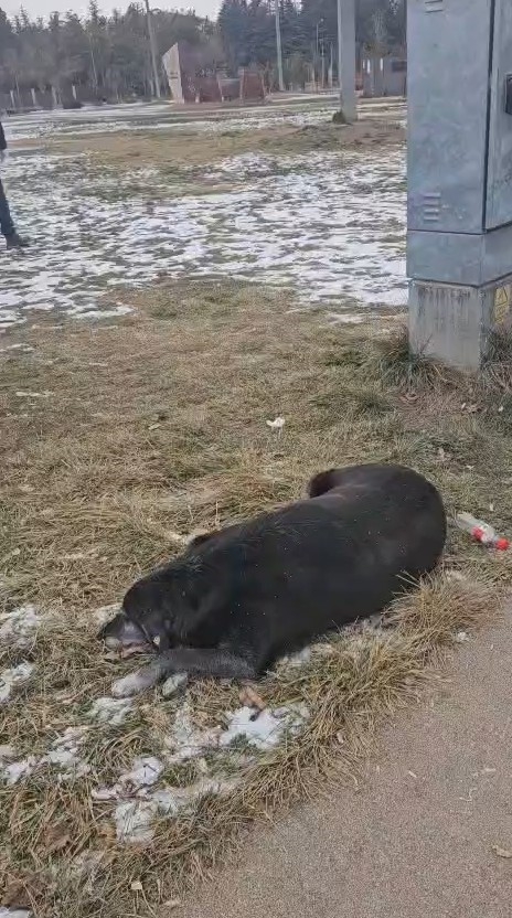 Hayvansever Kadın İle Belediye Personeli Arasında Köpek Tartışması