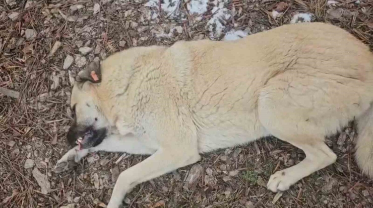Hayvansever Kadın İle Belediye Personeli Arasında Köpek Tartışması