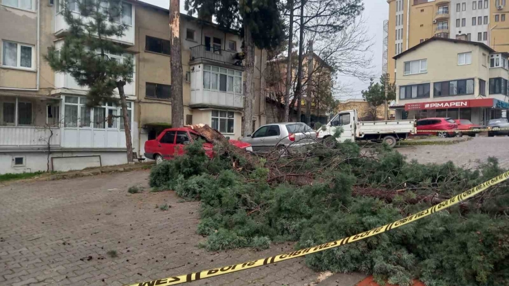 Gediz’de Şiddetli Rüzgar Ağaçları Devirdi, Binalarda Hasara Sebep Oldu