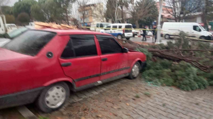 Gediz’de Şiddetli Rüzgar Ağaçları Devirdi, Binalarda Hasara Sebep Oldu