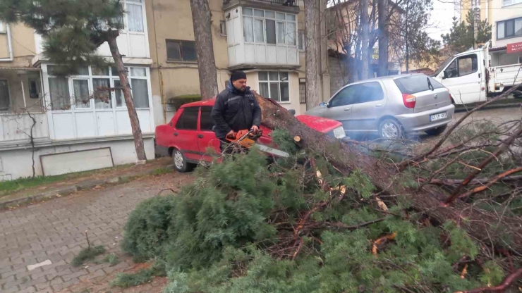 Gediz’de Şiddetli Rüzgar Ağaçları Devirdi, Binalarda Hasara Sebep Oldu