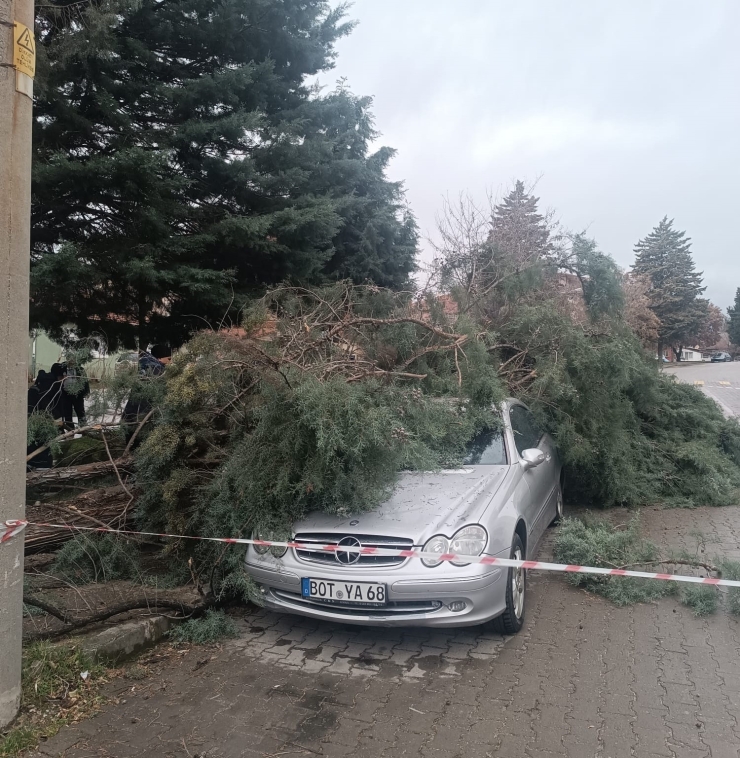 Gediz’de Şiddetli Rüzgar Ağaçları Devirdi, Binalarda Hasara Sebep Oldu