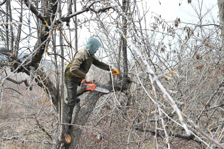 Gölcük Tabiat Parkı’nda Elma Bahçeleri Yeniden Üretime Kazandırılıyor