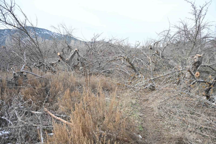 Gölcük Tabiat Parkı’nda Elma Bahçeleri Yeniden Üretime Kazandırılıyor