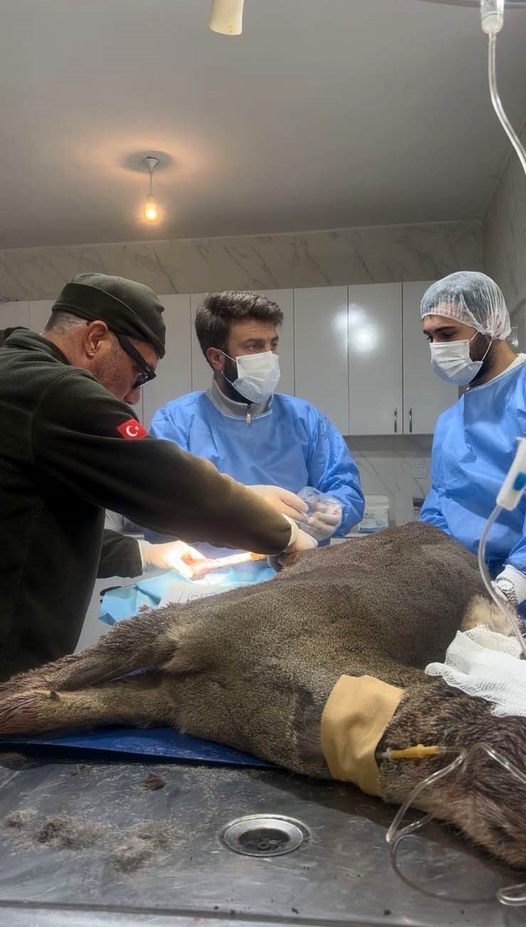 Karabük’te Aracın Çarptığı Karaca Ameliyat Edildi