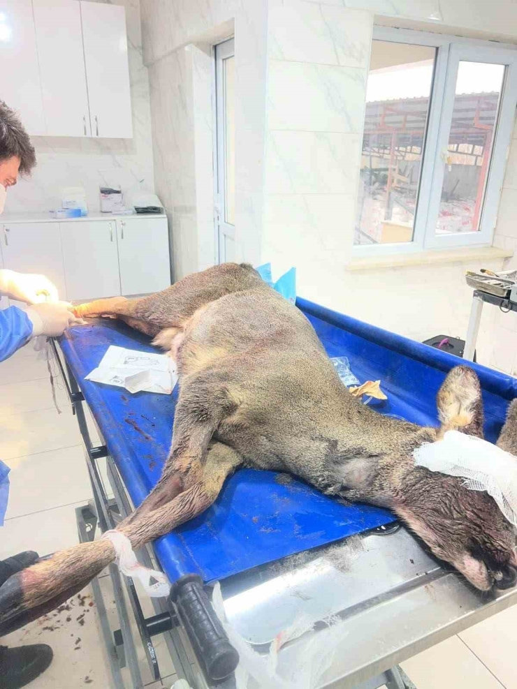 Karabük’te Aracın Çarptığı Karaca Ameliyat Edildi