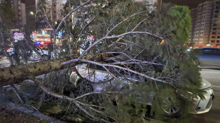Kayseri’de Kuvvetli Rüzgar: Ağaç Otomobilin Üzerine Devrildi