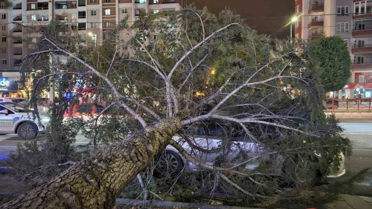 Kayseri’de Kuvvetli Rüzgar: Ağaç Otomobilin Üzerine Devrildi
