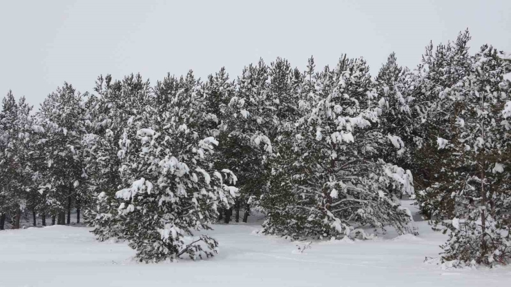 Sibirya Soğukları Hayatı Olumsuz Etkiliyor