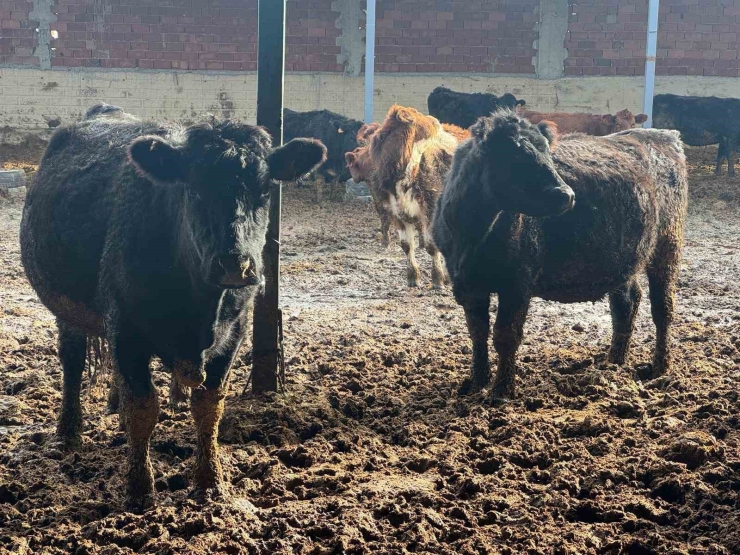 Kütahya’da Teslim Edilen Büyükbaş Hayvanların Kontrol Ve Muayeneleri Yapıldı