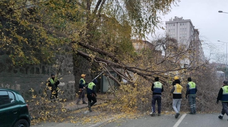Samsun’da Şiddetli Rüzgar Ağacı Devirdi