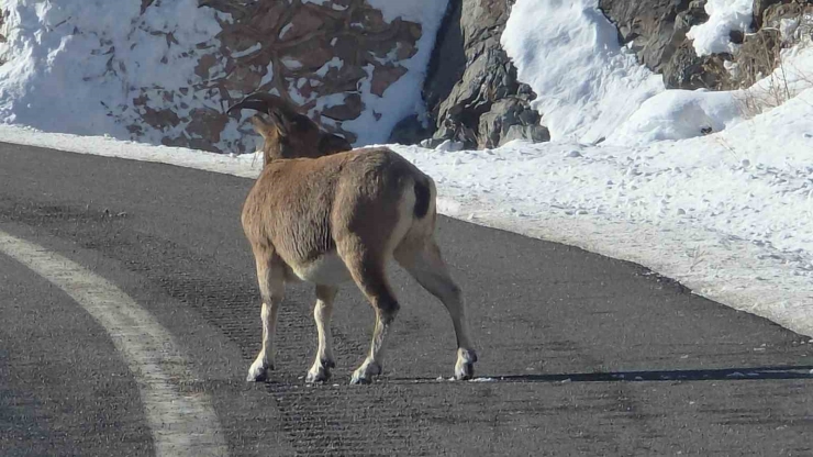 Sarp Kayaların Efendileri Dağ Keçileri Vauk Dağı Eteklerinde Otlanırken Görüldü