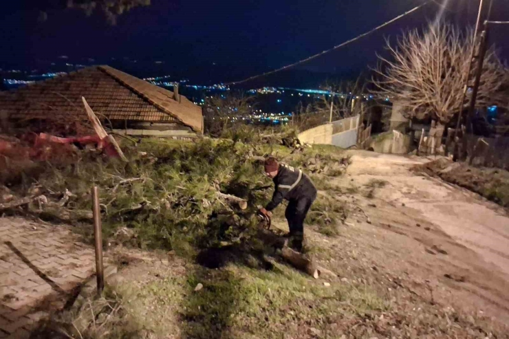 Fırtına Çam Ağacını Devirdi