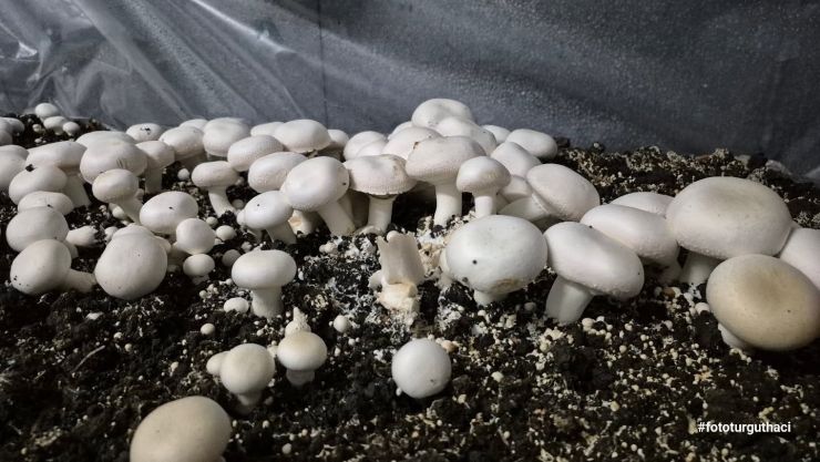 Öğrencilerin Yetiştirdiği Kültür Mantarı Hasadı Yapıldı