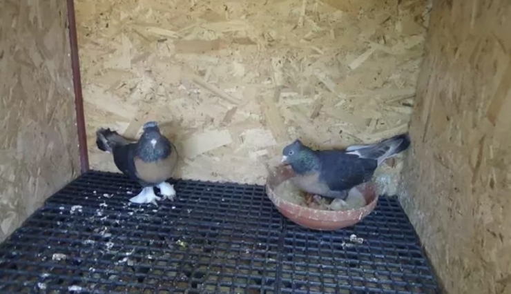 Asansöre İdrarını Yapıp Kuş Çalan Şüpheli Lise Öğrencisi Çıktı