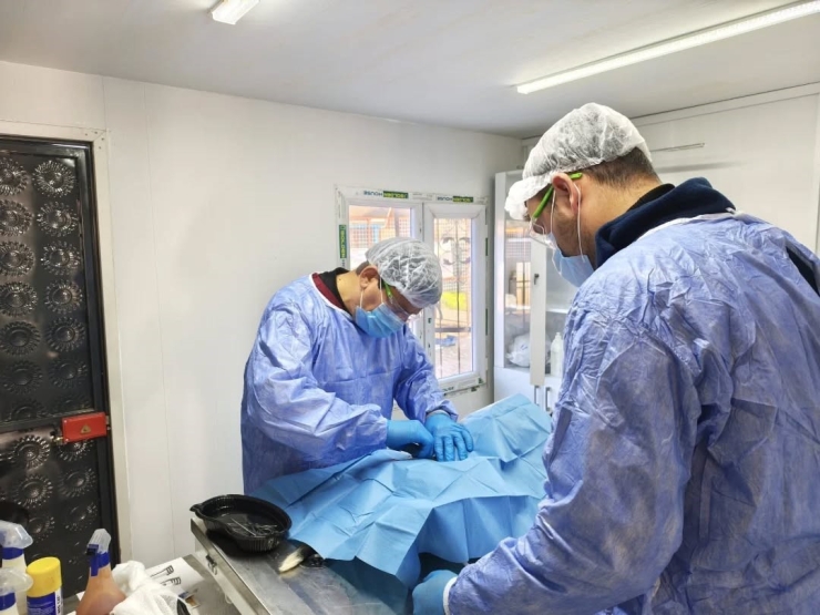 Germencik Belediyesi Sokak Hayvanları İçin Kısırlaştırma Çalışmalarını Sürdürüyor