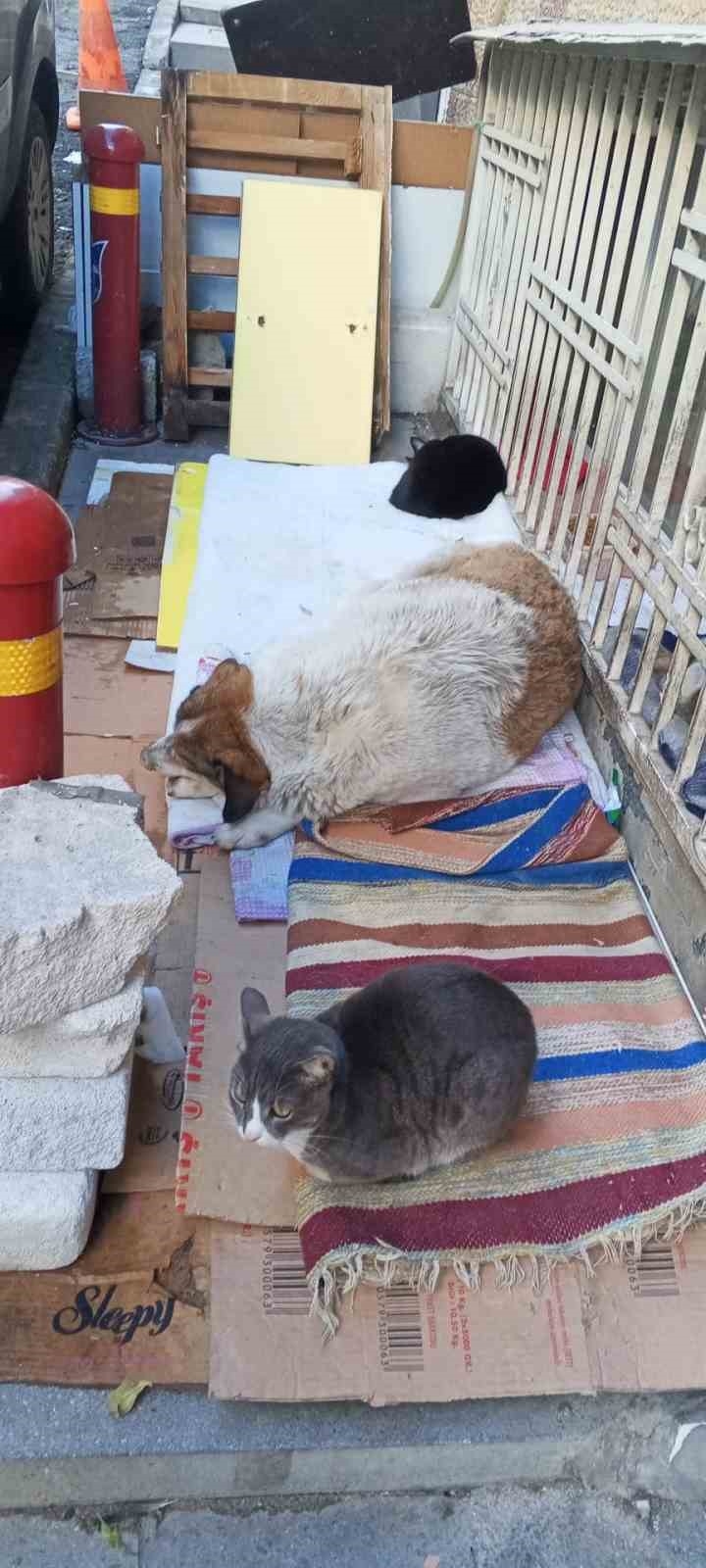 Soğuk Hava Kedi Ve Köpeği Aynı Yuvada Buluşturdu