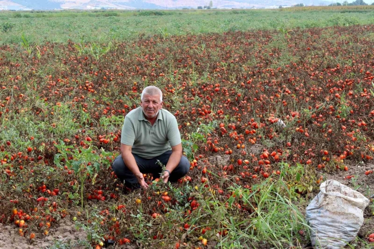 Çiftçilerden Çağrı: 
