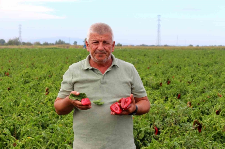 Çiftçilerden Çağrı: 