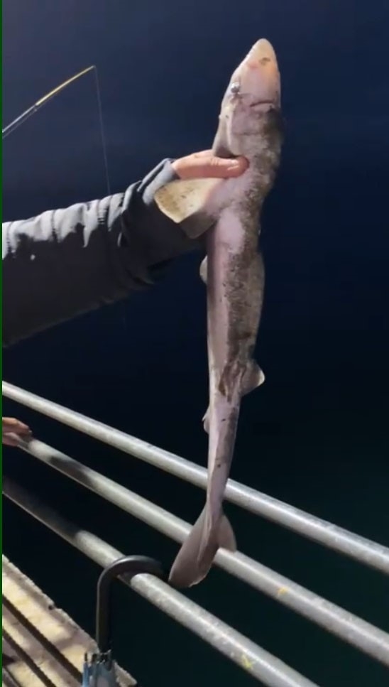 Köpekbalıkları Karadeniz’de Ağlardan Sonra Balıkçıların Oltalarına Da Takılmaya Başladı