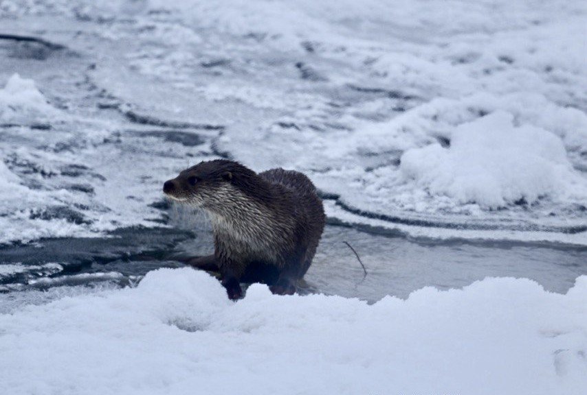 Muş’ta Buz Tutan Karasu Nehri’nde Su Samuru Görüntülendi