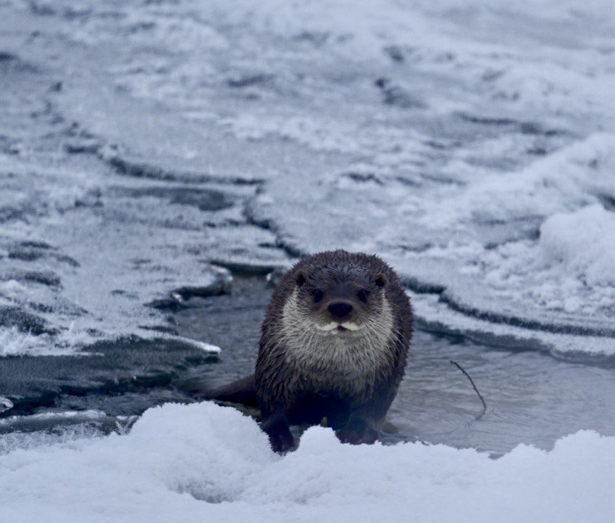Muş’ta Buz Tutan Karasu Nehri’nde Su Samuru Görüntülendi